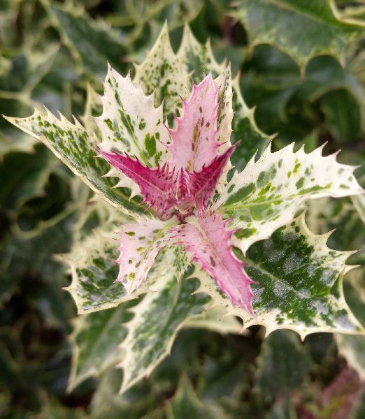 Ilex aquifolium 'Ingramii'